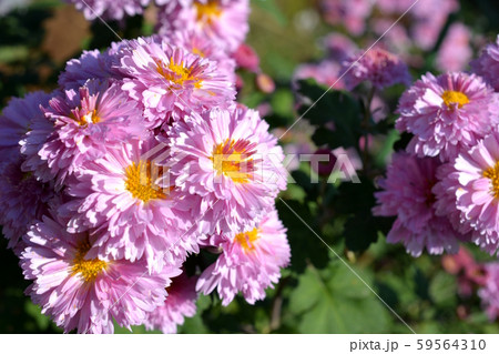 満開の小菊 ピンクの花 秋の花 花畑 花イメージ素材の写真素材