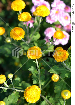 丸くて可愛い黄色い小菊、満開の花畑、花イメージ素材 丸くて可愛い黄色い小菊、満開の花畑、花イメージ素材 59564547