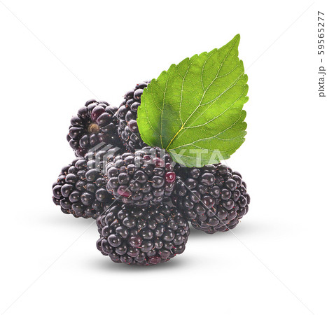 Blackberries an isolated on white background 59565277