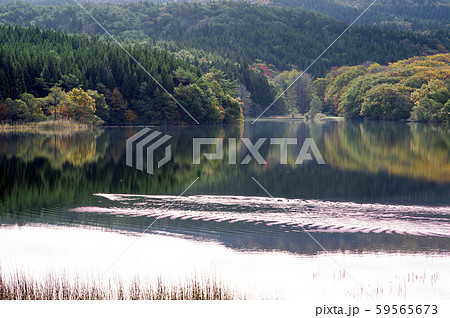 冬師湿原の秋　秋田県 59565673