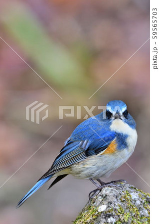薬師池公園の野鳥 薬師池公園の野鳥 59565703