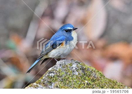 薬師池公園の野鳥 薬師池公園の野鳥 59565706