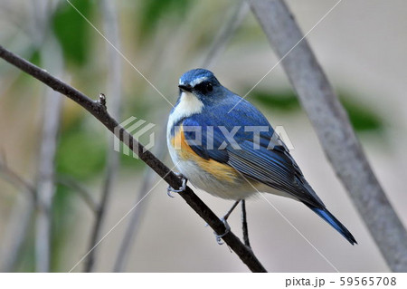 薬師池公園の野鳥 薬師池公園の野鳥 59565708
