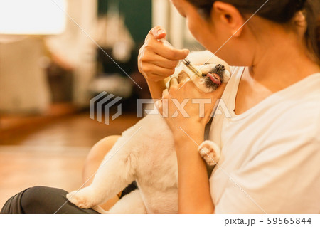 Woman giving medicine to white pomeranian dog with syringe at home. 59565844