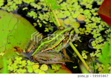 トノサマガエル トノサマガエル 59565867