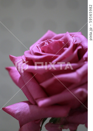 ばら　薔薇　バラ　ばらの花　バラの花　クローズアップのバラ 59565982