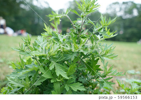 ヨモギ 59566153