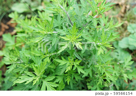 ヨモギ 59566154