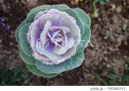 屋外の観賞用のキャベツ 59566241