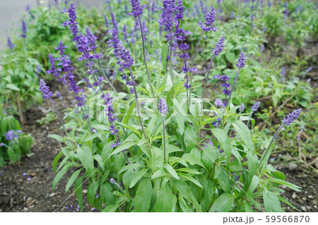 ブルーサルビア 59566870