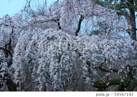 京都御苑 京都御苑 59567192