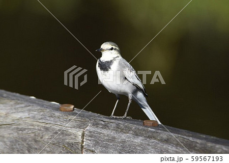 ハクセキレイ ハクセキレイ 59567193