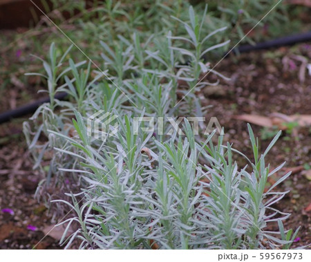 イングリッシュラベンダー 59567973