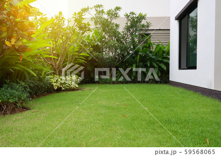 lawn landscaping with green grass turf in garden home 59568065