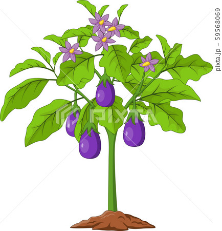 Cartoon Eggplants isolated on white background 59568069