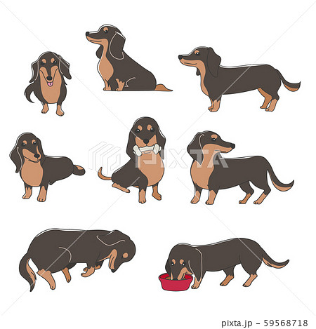 犬 ポーズ 表情 ミニチュアダックスフンド バラエティのイラスト素材
