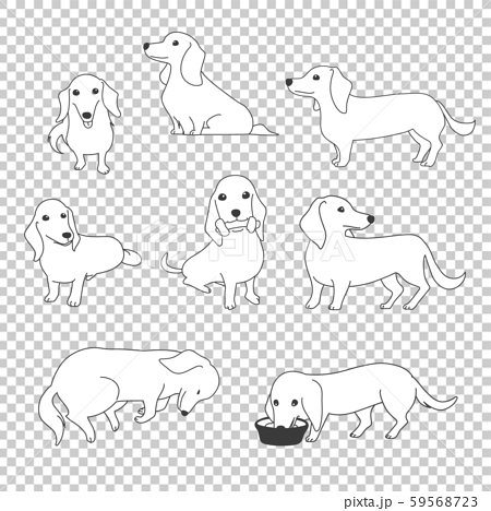 犬 ポーズ 表情 ミニチュアダックスフンド バラエティのイラスト素材