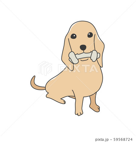 犬　ポーズ　表情　ミニチュアダックスフンド　おすわり　茶色 59568724