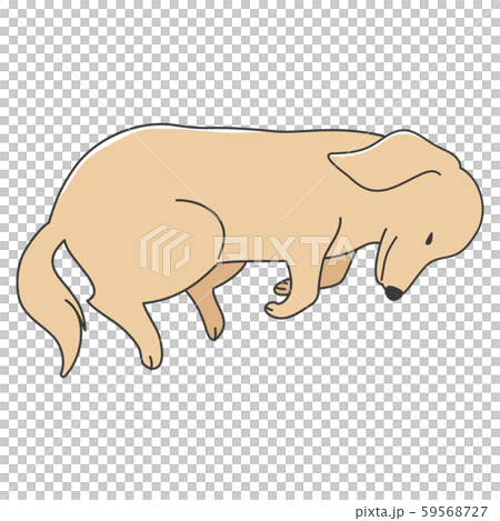 犬　ポーズ　表情　ミニチュアダックスフンド　寝る 59568727