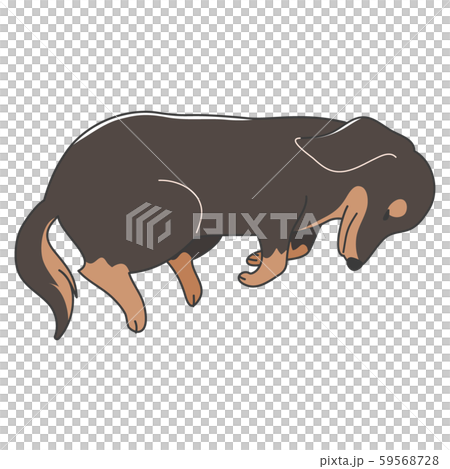 犬　ポーズ　表情　ミニチュアダックスフンド　寝る 59568728