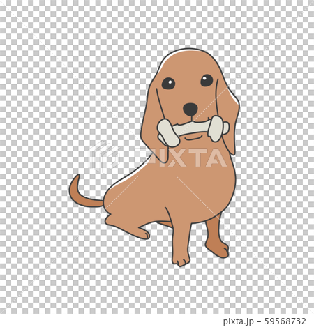 Dog Poses Facial Expression Miniature Dachshund Sit Dog Poses Facial Expression Miniature Dachshund Sit 59568732