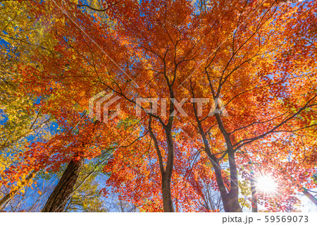 八ヶ岳倶楽部の紅葉 八ヶ岳倶楽部の紅葉 59569073