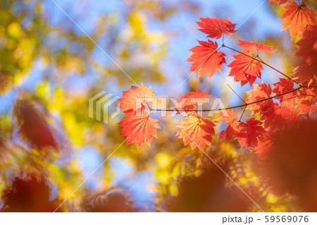 八ヶ岳倶楽部の紅葉 八ヶ岳倶楽部の紅葉 59569076