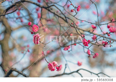 京都 北野天満宮 境内の梅 京都 北野天満宮 境内の梅 59569308
