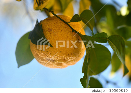 熟した柚子 59569319