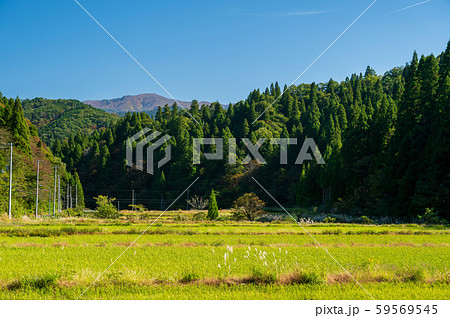 秋の山田風景　滋賀県湖北地方　11月 59569545