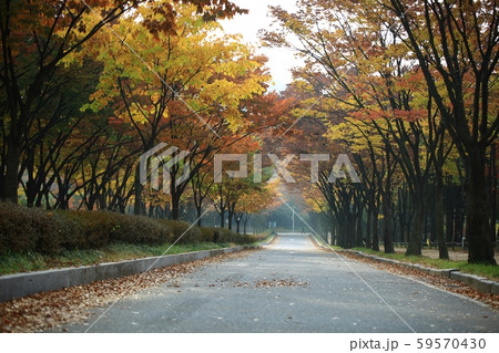 公園 秋 紅葉 59570430