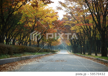 公園 秋 紅葉 59570432