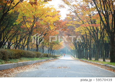 公園 秋 紅葉 59570439