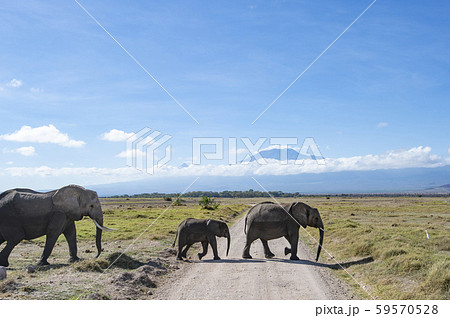 キリマンジャロとアフリカ象 59570528