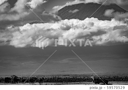 キリマンジャロとアフリカ象 59570529