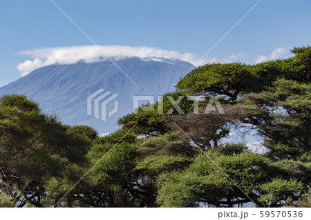 キリマンジャロ 59570536