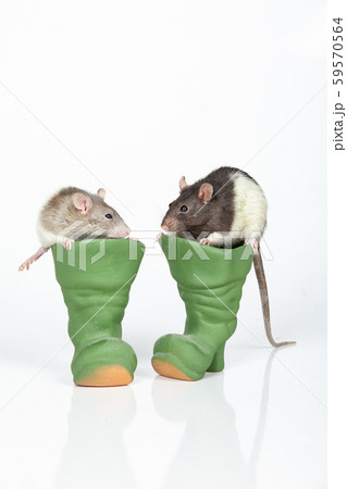 Rats And Boots Rats And Boots 59570564