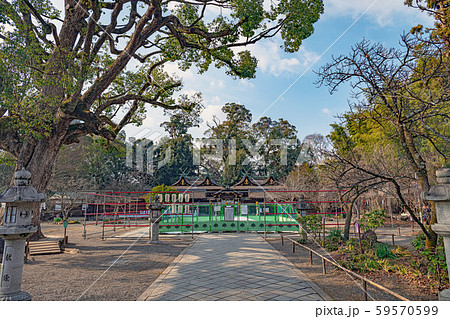 京都 平野神社 本殿 京都 平野神社 本殿 59570599