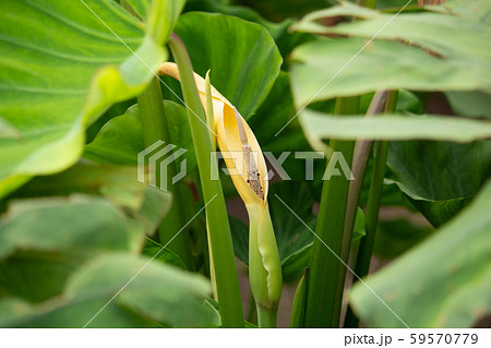 サトイモ 里芋 英語 Taro 学名 Colocasia Esculenta の花 10月 の写真素材