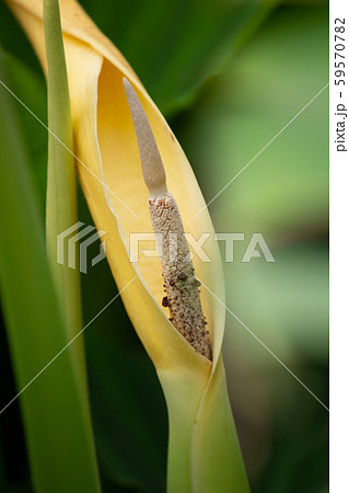 サトイモ 里芋 英語 Taro 学名 Colocasia Esculenta の花 10月の写真素材