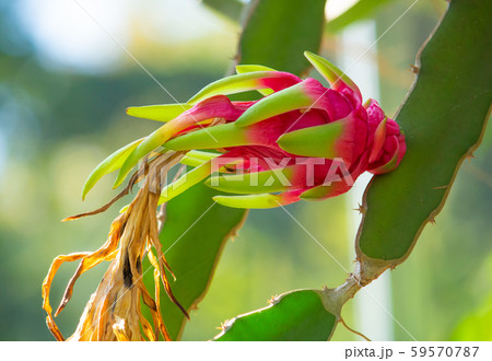 ドラゴンフルーツの実 植物 の写真素材