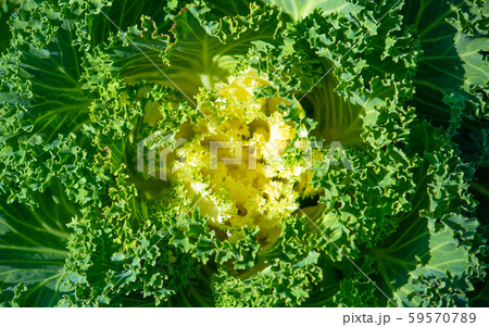 ハボタン(葉牡丹、 Brassica oleracea var. acephala f. trico ハボタン(葉牡丹、 Brassica oleracea var. acephala f. trico 59570789