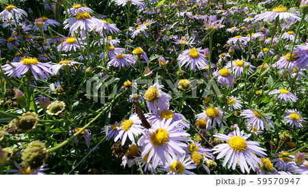 空 農場 ハブ 59570947