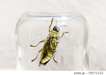アオムネスジタマムシ アオムネスジタマムシ 59571222