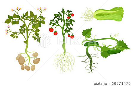 Plants with roots and vegetables. Vector illustration on a white background. 59571476