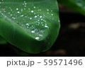 雨あがり　葉　水滴 59571496