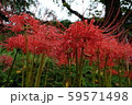 赤い彼岸花　群生 59571498