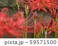 彼岸花　つぼみ　赤 59571500
