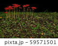 彼岸花　背景　黒 59571501