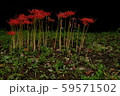 彼岸花　背景　黒 59571502